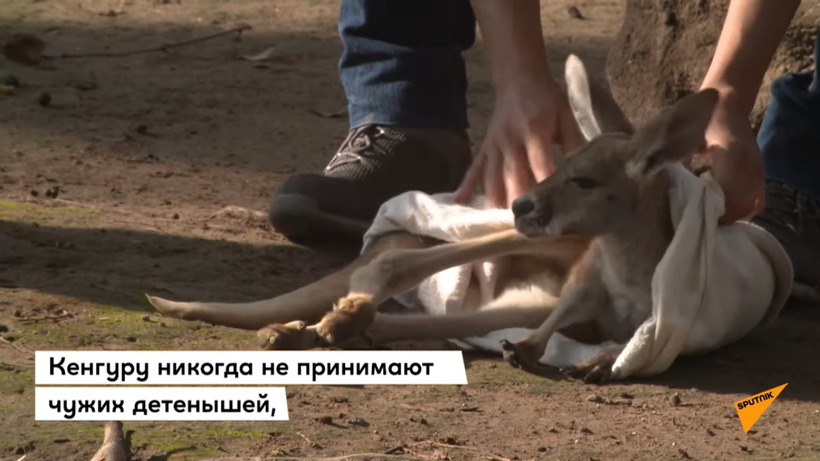 Блог - Видео: Кенгуренок, который растет в мешке вместо маминой сумки Видео: Кенгуренок, который растет в мешке вместо маминой сумки
