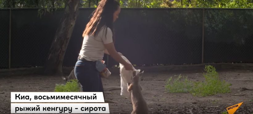 Блог - Видео: Кенгуренок, который растет в мешке вместо маминой сумки Видео: Кенгуренок, который растет в мешке вместо маминой сумки