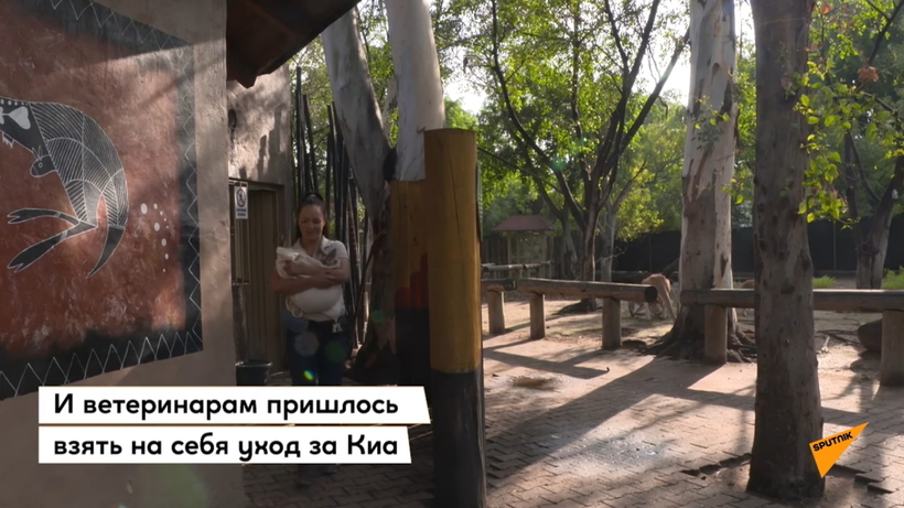 Блог - Видео: Кенгуренок, который растет в мешке вместо маминой сумки Видео: Кенгуренок, который растет в мешке вместо маминой сумки