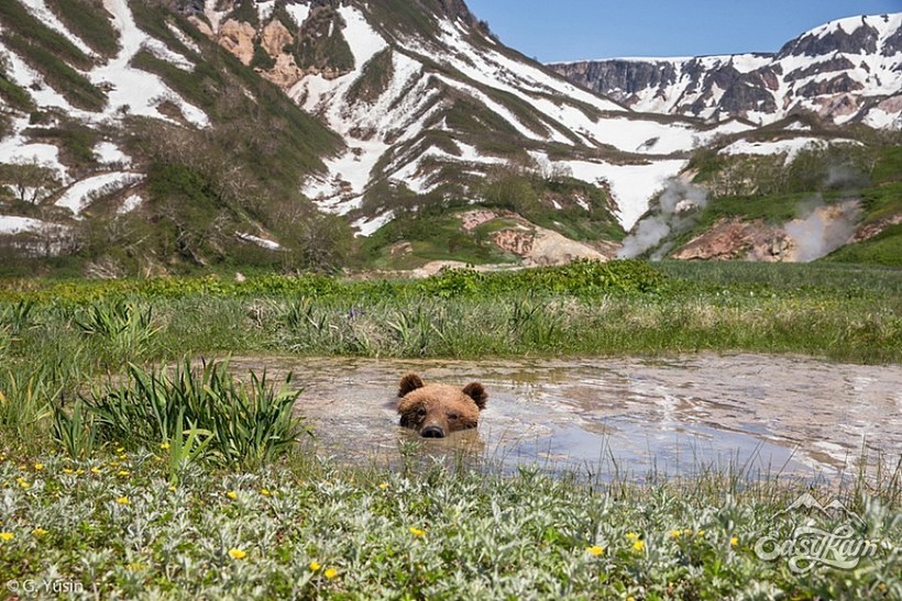 Медвежье «все включено»: на Камчатке сняли видео, как медведи отдыхают в спа