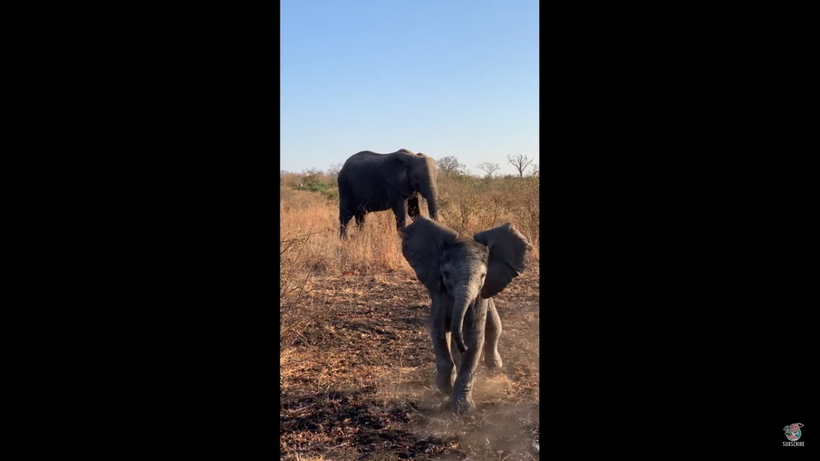 Видео: Маленький слоненок пытается изобразить грозный вид и напугать людей