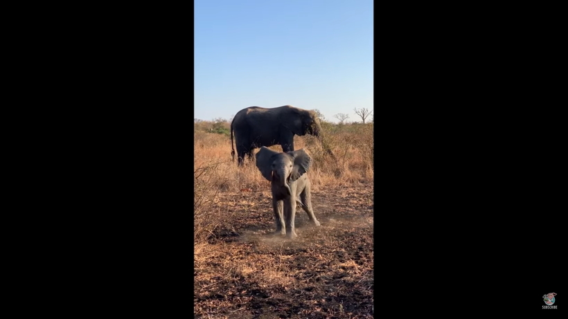 Видео: Маленький слоненок пытается изобразить грозный вид и напугать людей