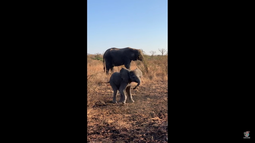 Видео: Маленький слоненок пытается изобразить грозный вид и напугать людей