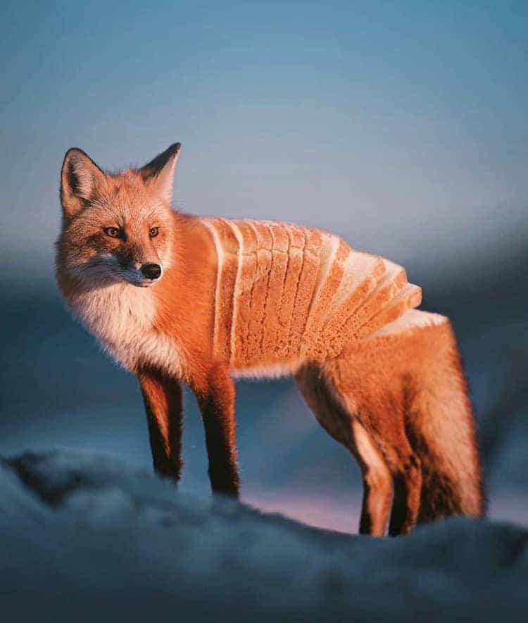 Блог - Фотохудожник объединяет диких животных и еду в своих незабываемых работах Фотохудожник объединяет диких животных и еду в своих незабываемых работах