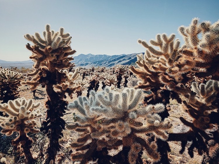 Блог - Победители конкурса фотографий, сделанных на iPhone в 2019 году Победители конкурса фотографий, сделанных на iPhone в 2019 году