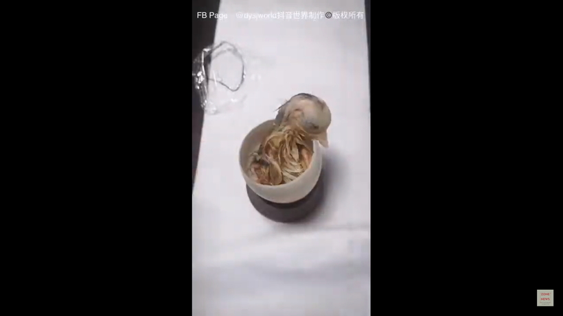 Блог - Наглядное видео о том, как происходит развитие цыпленка в открытом яйце Наглядное видео о том, как происходит развитие цыпленка в открытом яйце