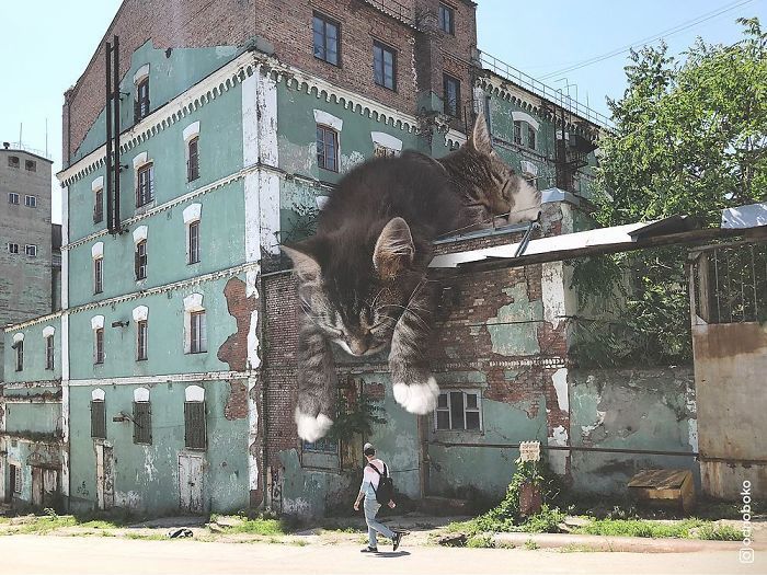 Блог - Парень показывает, каким был бы наш мир, если бы в нем жили гигантские коты Парень показывает, каким был бы наш мир, если бы в нем жили гигантские коты