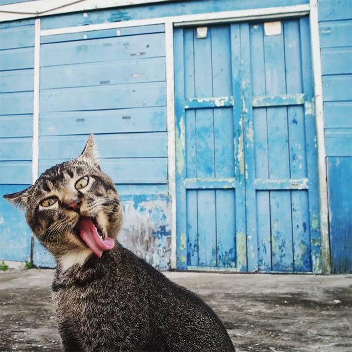 Блог - 15 забавных фото домашних животных, из-за которых невозможно перестать смеяться 15 забавных фото домашних животных, из-за которых невозможно перестать смеяться