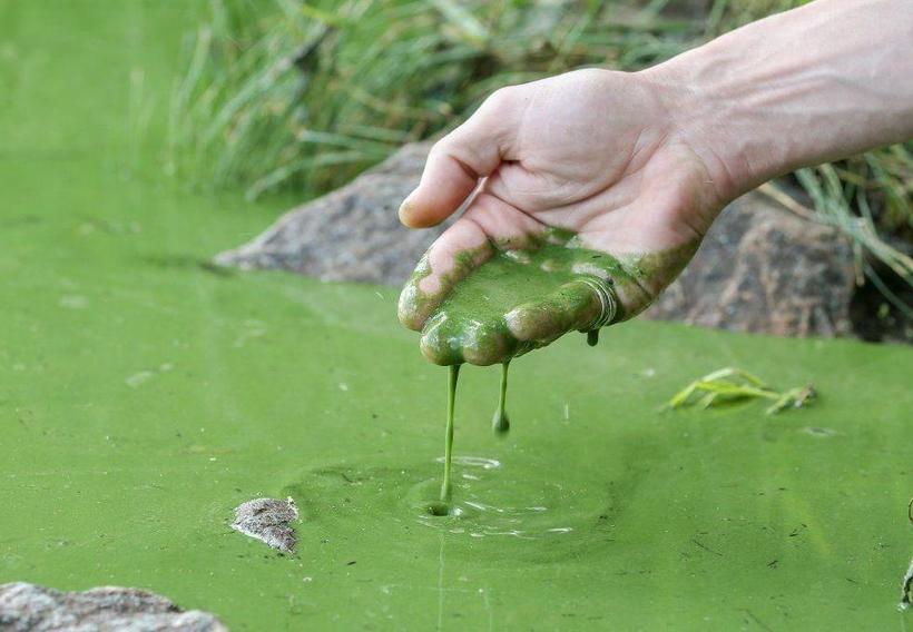 Блог - Почему ни в коем случае нельзя купаться в водоемах с избытком водорослей Почему ни в коем случае нельзя купаться в водоемах с избытком водорослей