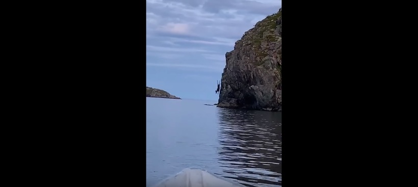 Блог - Видео: В Канаде люди запечатлели, как лось прыгнул со скалы в воду Видео: В Канаде люди запечатлели, как лось прыгнул со скалы в воду