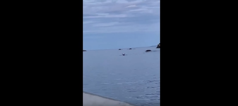 Блог - Видео: В Канаде люди запечатлели, как лось прыгнул со скалы в воду Видео: В Канаде люди запечатлели, как лось прыгнул со скалы в воду