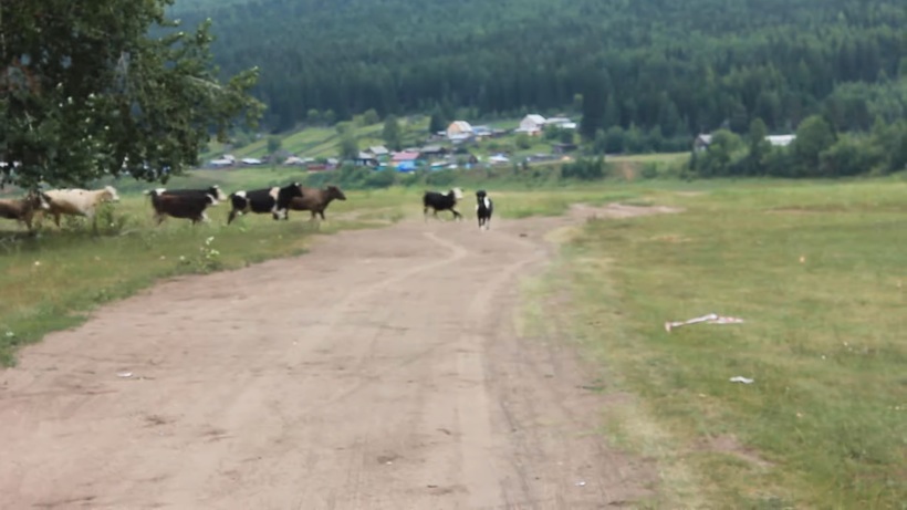 Блог - Видео: Коровы впервые в жизни видят пони и решают с ним познакомиться Видео: Коровы впервые в жизни видят пони и решают с ним познакомиться