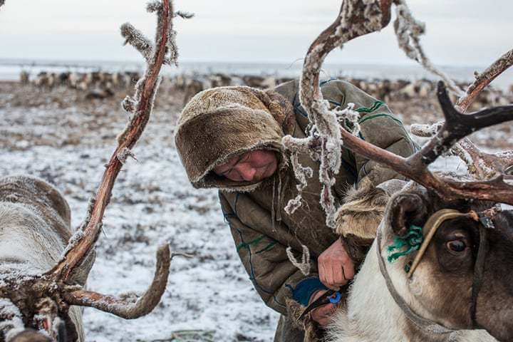 Блог - Мир льда и огня: фотограф отправилась на север России, чтобы увидеть жизнь ненцев Мир льда и огня: фотограф отправилась на север России, чтобы увидеть жизнь ненцев
