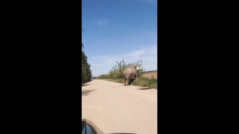Блог - Видео: В Брестской области люди неожиданно наткнулись на гуляющего вдоль дороги слона Видео: В Брестской области люди неожиданно наткнулись на гуляющего вдоль дороги слона