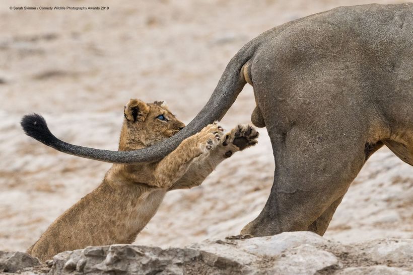 Блог - Самые курьезные работы финалистов конкурса Comedy Wildlife Photography Awards 2019 Самые курьезные работы финалистов конкурса Comedy Wildlife Photography Awards 2019