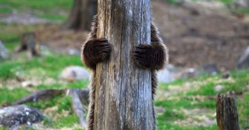 Блог - Самые курьезные работы финалистов конкурса Comedy Wildlife Photography Awards 2019 Самые курьезные работы финалистов конкурса Comedy Wildlife Photography Awards 2019