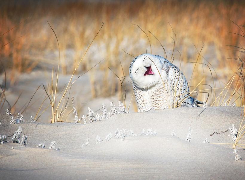 Блог - Самые курьезные работы финалистов конкурса Comedy Wildlife Photography Awards 2019 Самые курьезные работы финалистов конкурса Comedy Wildlife Photography Awards 2019