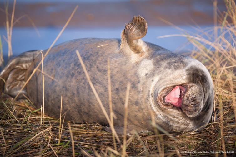 Блог - Самые курьезные работы финалистов конкурса Comedy Wildlife Photography Awards 2019 Самые курьезные работы финалистов конкурса Comedy Wildlife Photography Awards 2019