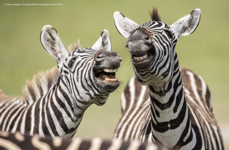 Блог - Самые курьезные работы финалистов конкурса Comedy Wildlife Photography Awards 2019 Самые курьезные работы финалистов конкурса Comedy Wildlife Photography Awards 2019