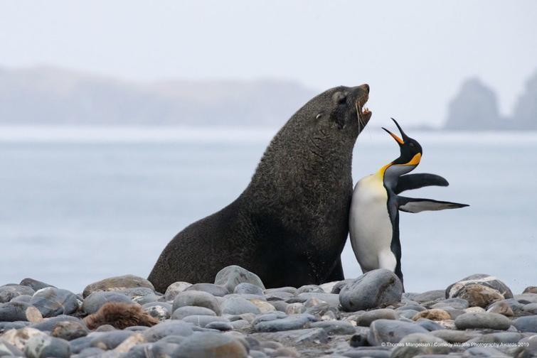 Блог - Самые курьезные работы финалистов конкурса Comedy Wildlife Photography Awards 2019 Самые курьезные работы финалистов конкурса Comedy Wildlife Photography Awards 2019