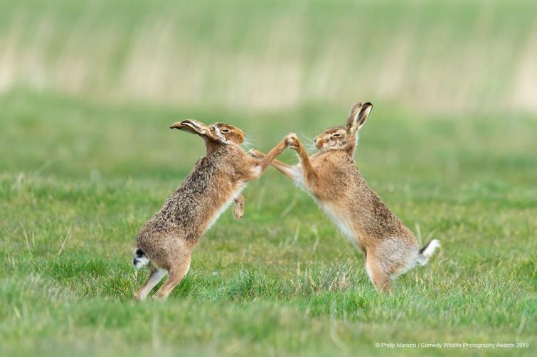 Блог - Самые курьезные работы финалистов конкурса Comedy Wildlife Photography Awards 2019 Самые курьезные работы финалистов конкурса Comedy Wildlife Photography Awards 2019