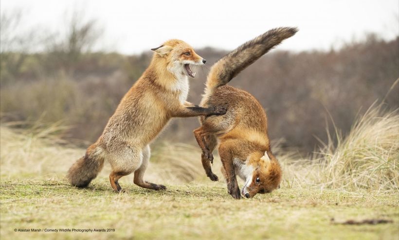Блог - Самые курьезные работы финалистов конкурса Comedy Wildlife Photography Awards 2019 Самые курьезные работы финалистов конкурса Comedy Wildlife Photography Awards 2019