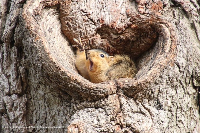 Блог - Самые курьезные работы финалистов конкурса Comedy Wildlife Photography Awards 2019 Самые курьезные работы финалистов конкурса Comedy Wildlife Photography Awards 2019