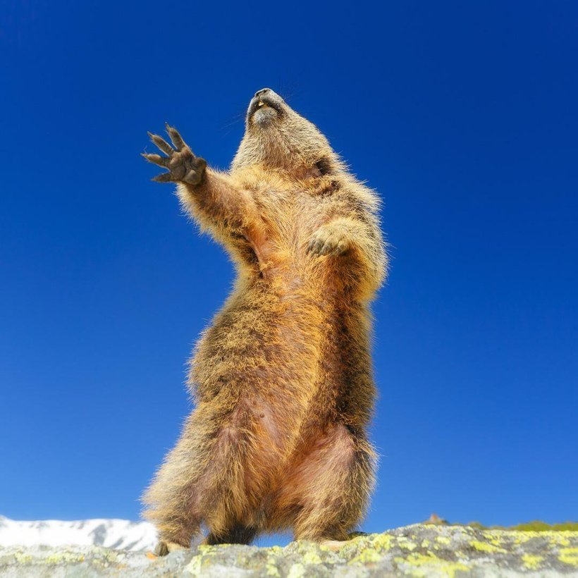 Блог - Самые курьезные работы финалистов конкурса Comedy Wildlife Photography Awards 2019 Самые курьезные работы финалистов конкурса Comedy Wildlife Photography Awards 2019