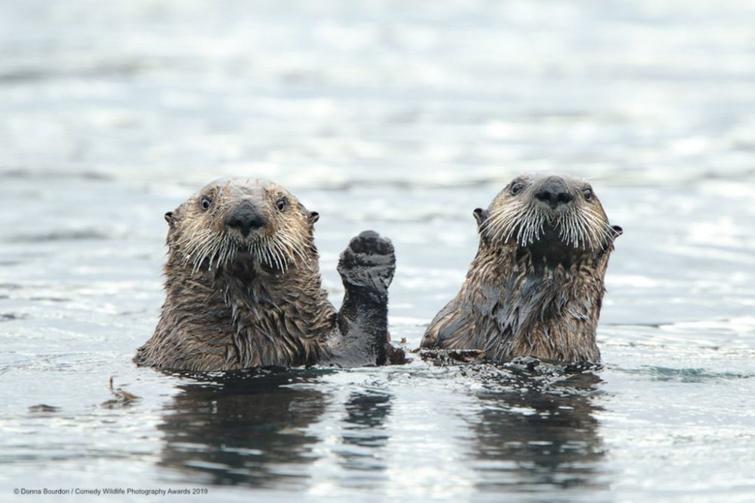 Блог - Самые курьезные работы финалистов конкурса Comedy Wildlife Photography Awards 2019 Самые курьезные работы финалистов конкурса Comedy Wildlife Photography Awards 2019