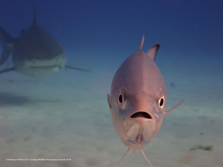 Блог - Самые курьезные работы финалистов конкурса Comedy Wildlife Photography Awards 2019 Самые курьезные работы финалистов конкурса Comedy Wildlife Photography Awards 2019