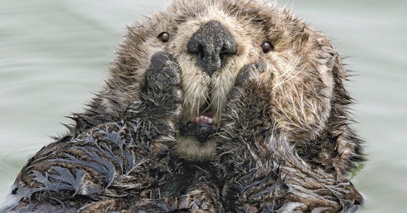 Блог - Самые курьезные работы финалистов конкурса Comedy Wildlife Photography Awards 2019 Самые курьезные работы финалистов конкурса Comedy Wildlife Photography Awards 2019