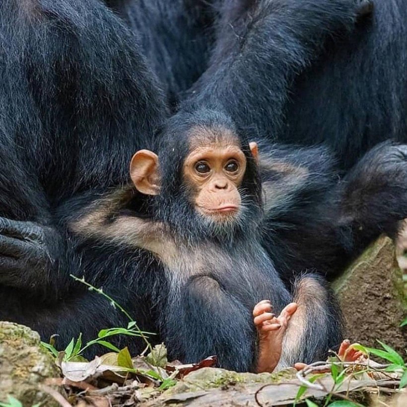 Блог - Самые курьезные работы финалистов конкурса Comedy Wildlife Photography Awards 2019 Самые курьезные работы финалистов конкурса Comedy Wildlife Photography Awards 2019