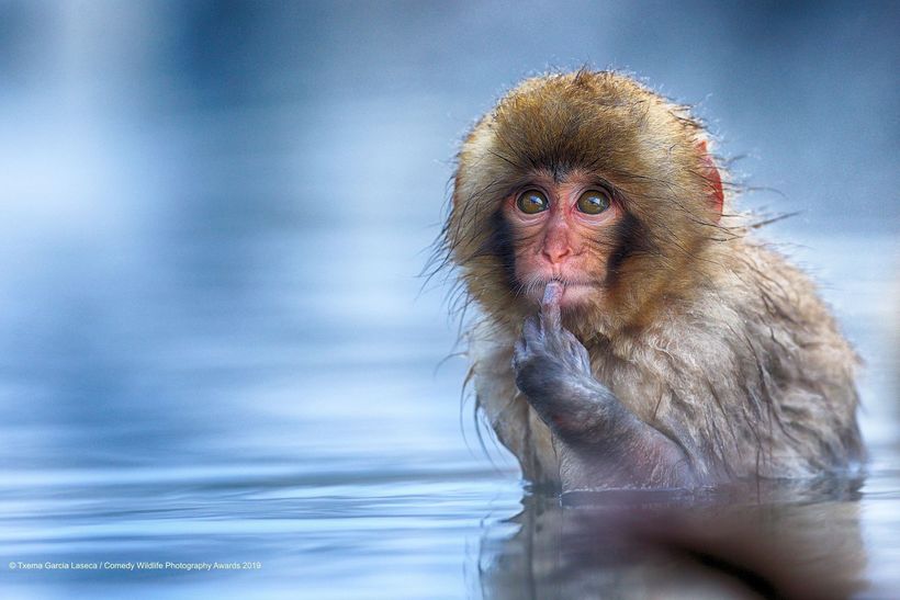 Блог - Самые курьезные работы финалистов конкурса Comedy Wildlife Photography Awards 2019 Самые курьезные работы финалистов конкурса Comedy Wildlife Photography Awards 2019