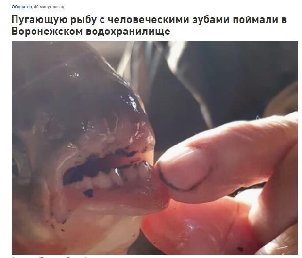 Блог - В Воронеже на кусок ветчины поймали странную пиранью с «человеческими» зубами В Воронеже на кусок ветчины поймали странную пиранью с «человеческими» зубами