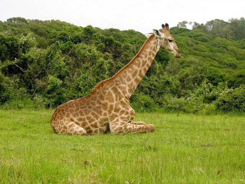 Не только для красоты и маскировки: какую роль играют пятна на шкуре жирафа