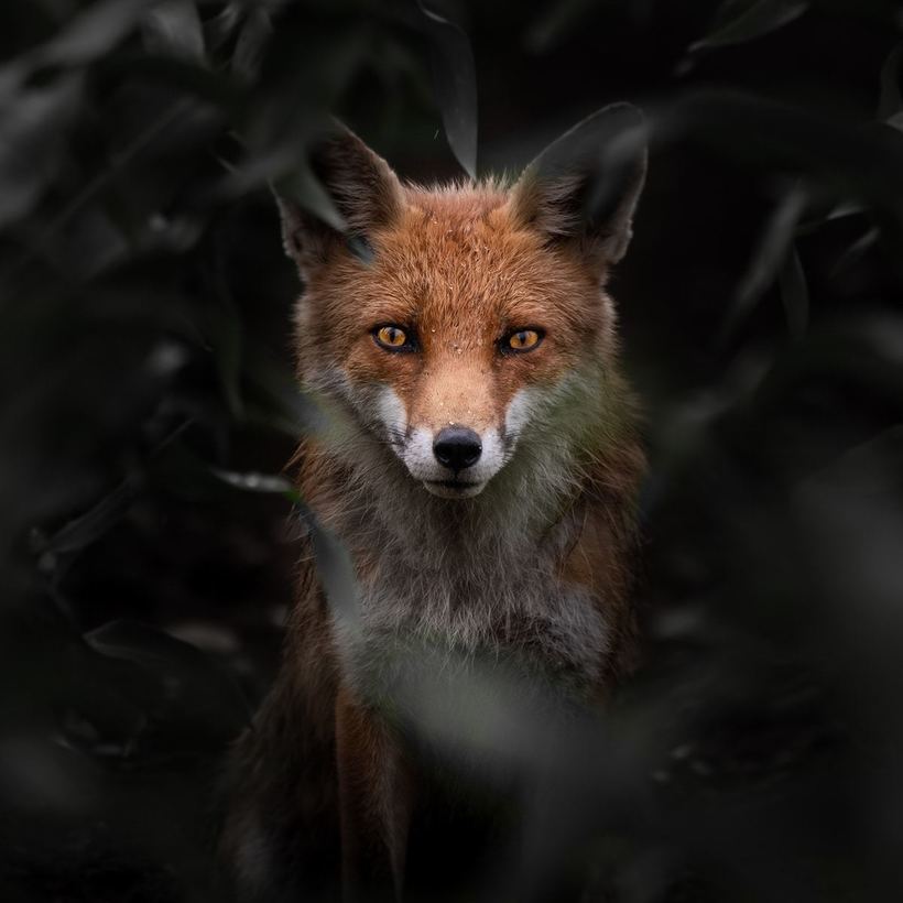 Блог - Первые впечатляющие работы с конкурса Sony World Photography Awards 2020 Первые впечатляющие работы с конкурса Sony World Photography Awards 2020
