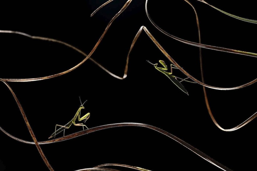 Блог - Первые впечатляющие работы с конкурса Sony World Photography Awards 2020 Первые впечатляющие работы с конкурса Sony World Photography Awards 2020