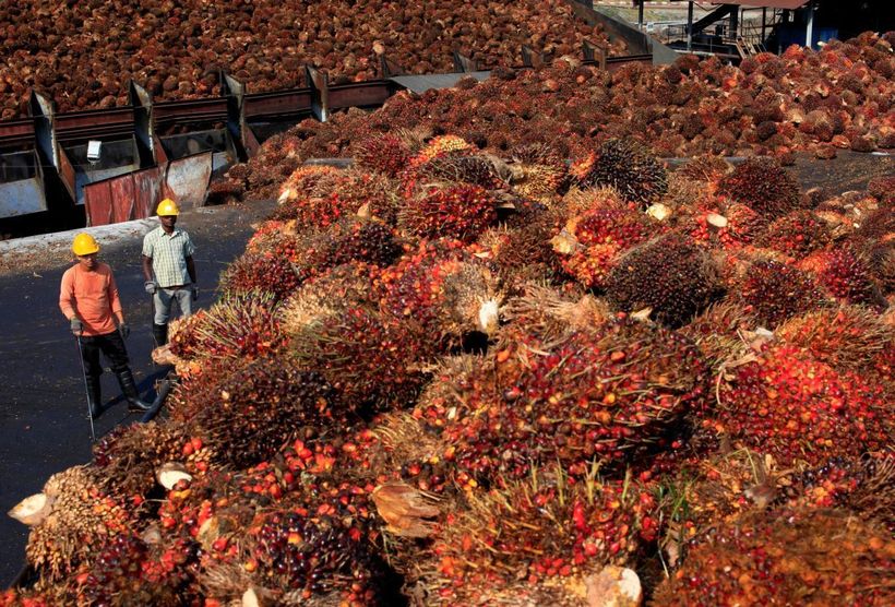 Блог - ВОЗ передумала: пальмовое масло признали опасным для здоровья продуктом ВОЗ передумала: пальмовое масло признали опасным для здоровья продуктом