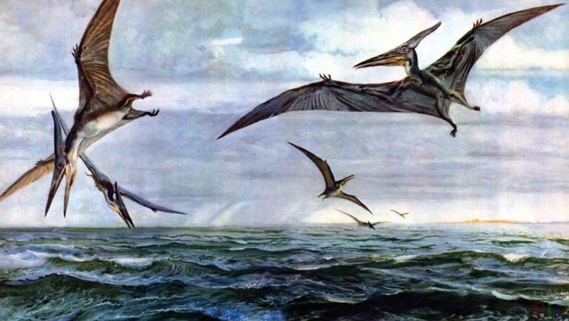 В Австралии найдены останки птерозавра