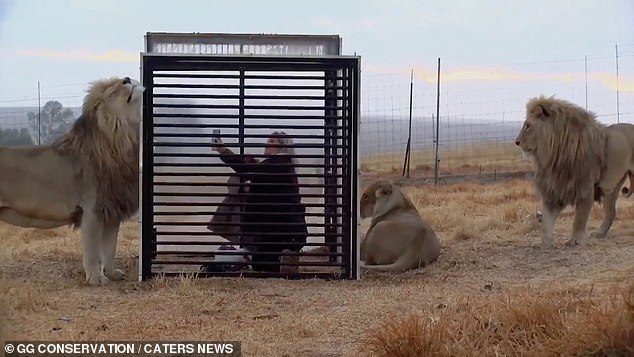 Блог - В ЮАР туристы могут посидеть в клетках, чтобы понаблюдать за львами вблизи В ЮАР туристы могут посидеть в клетках, чтобы понаблюдать за львами вблизи