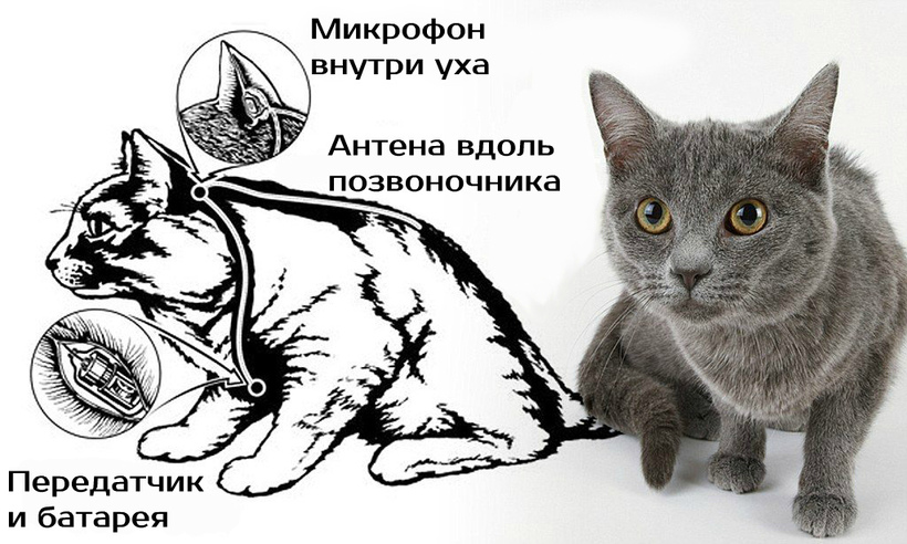 Блог - История кошки-шпиона: как ЦРУ выкинуло на ветер миллионы долларов История кошки-шпиона: как ЦРУ выкинуло на ветер миллионы долларов