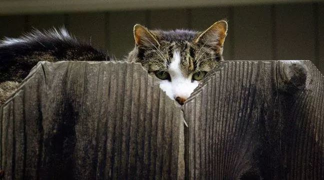 История кошки-шпиона: как ЦРУ выкинуло на ветер миллионы долларов