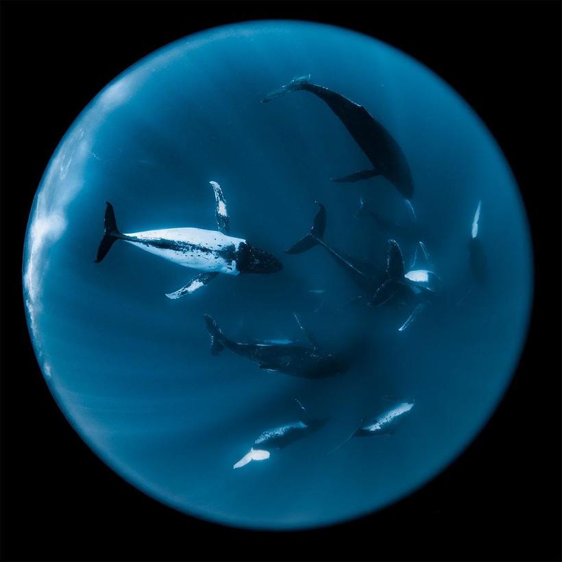 Блог - Фотограф делает фантастические снимки огромных китов Фотограф делает фантастические снимки огромных китов
