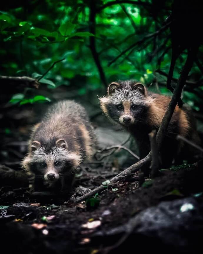 Блог - Сказочный лес существует на самом деле, и фотограф из Финляндии это доказывает Сказочный лес существует на самом деле, и фотограф из Финляндии это доказывает