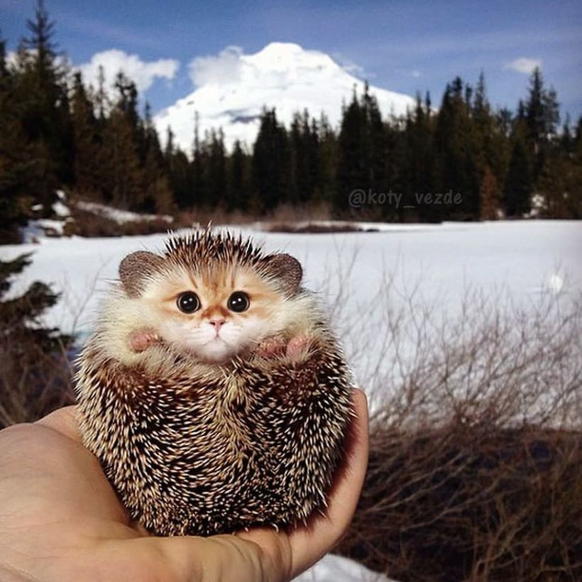 Кот-батон и кот-улитка: Instagram, который превращает котов в самые неожиданные вещи