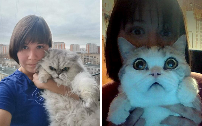 Кот-батон и кот-улитка: Instagram, который превращает котов в самые неожиданные вещи