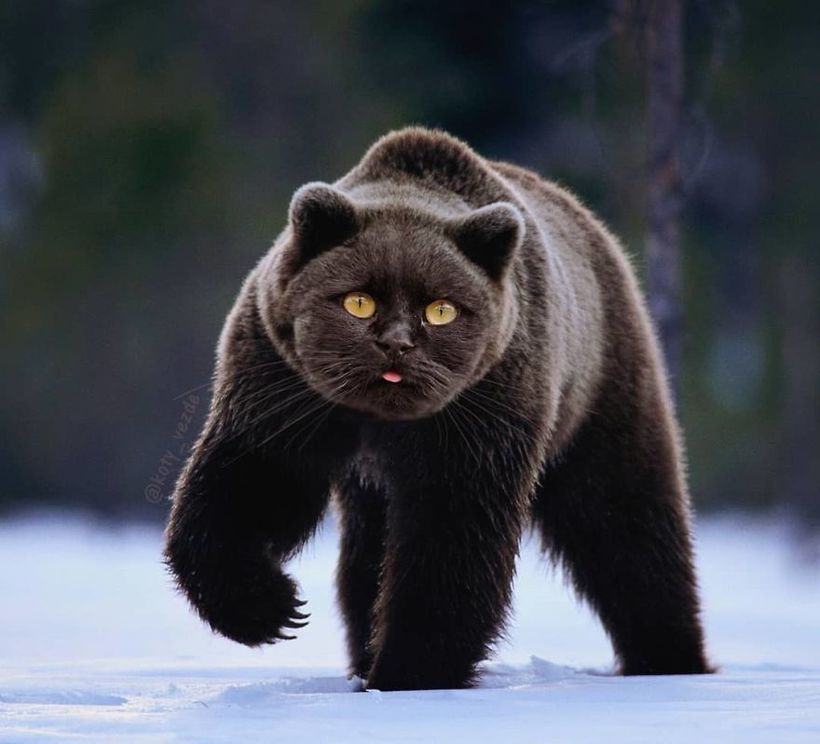 Кот-батон и кот-улитка: Instagram, который превращает котов в самые неожиданные вещи