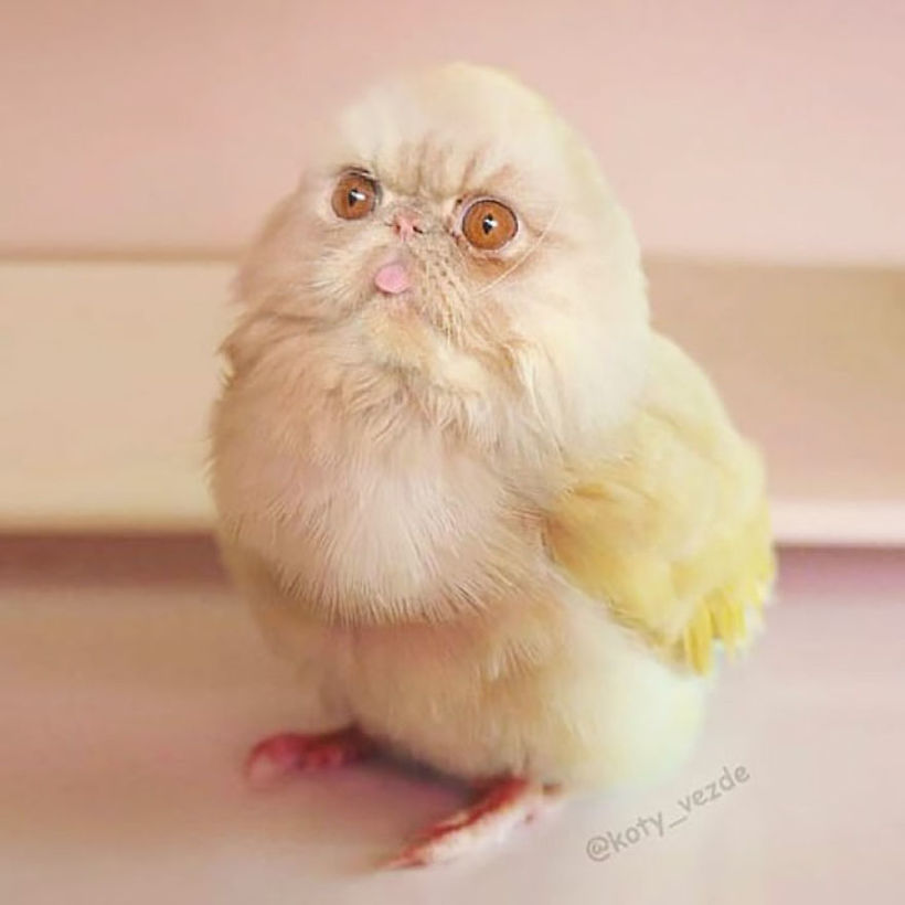 Кот-батон и кот-улитка: Instagram, который превращает котов в самые неожиданные вещи