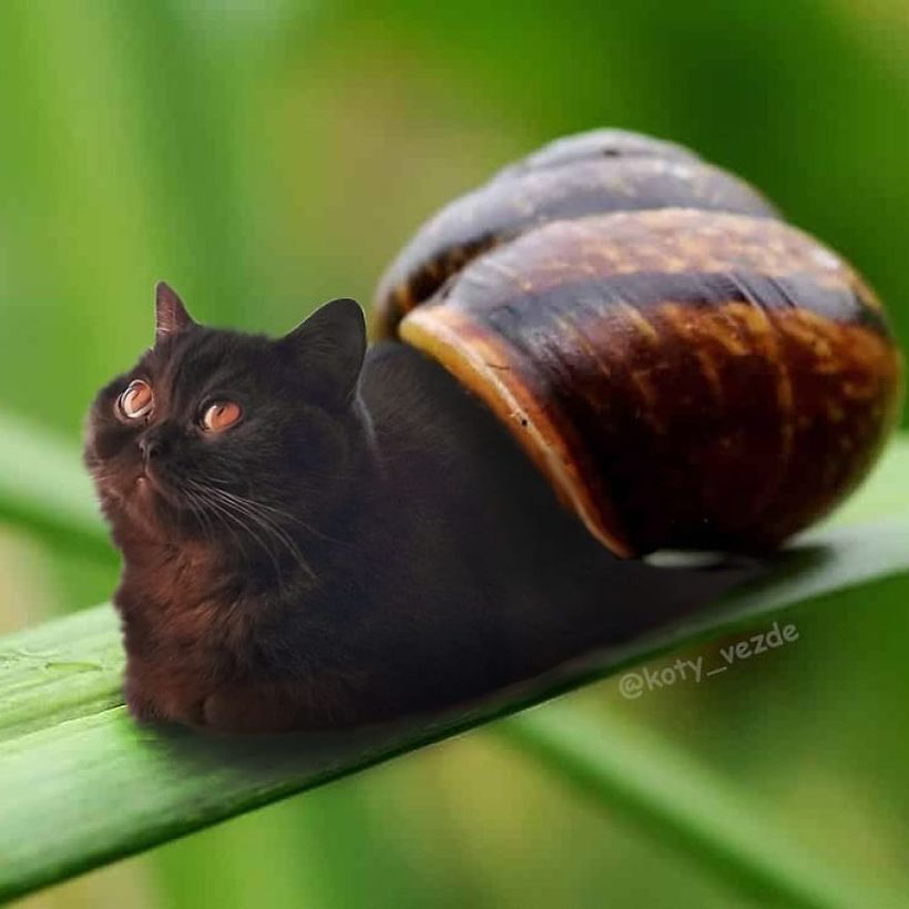 Кот-батон и кот-улитка: Instagram, который превращает котов в самые неожиданные вещи