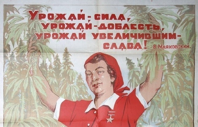 Блог - Как Российская империя и СССР получали сверхдоходы от производства конопли Как Российская империя и СССР получали сверхдоходы от производства конопли